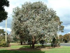 اکالیپتوس صمغ دار